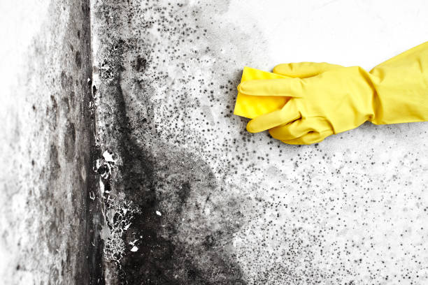Mold Testing and Removal in Leesburg, FL