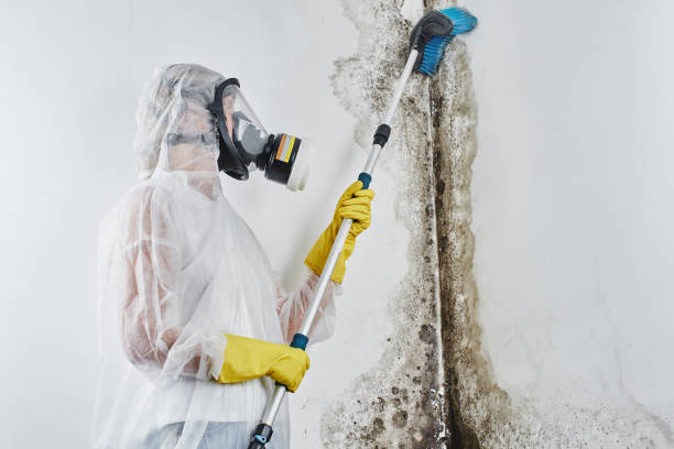 Best Residential Mold Removal  in Leesburg, FL