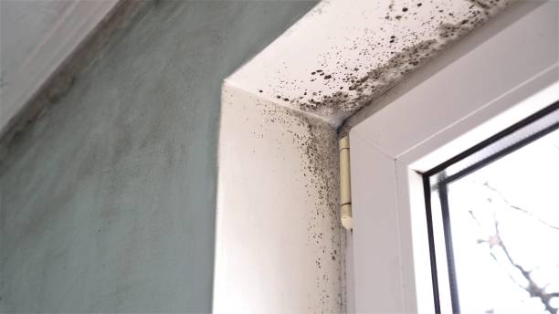 Best Residential Mold Removal  in Leesburg, FL