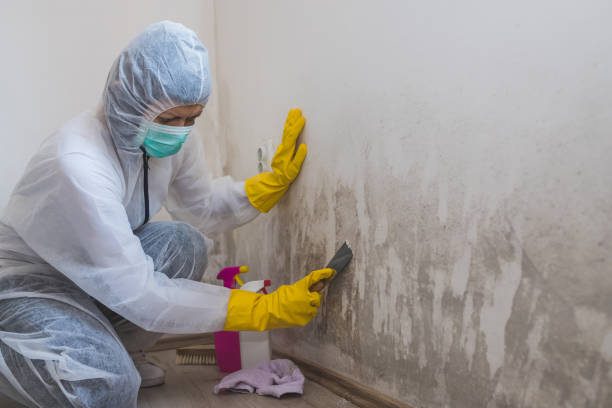 Mold Removal Process in Leesburg, FL