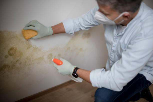 Best Mold Removal Company Near Me  in Leesburg, FL