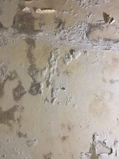 Leesburg, FL Mold Removal Company