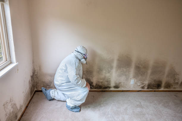 Attic Mold Removal in Leesburg, FL
