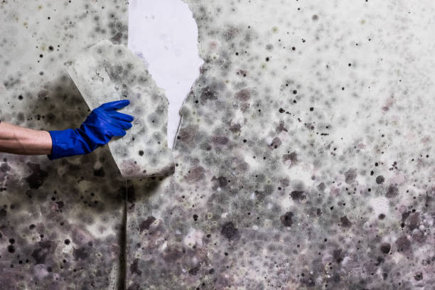 Trusted Leesburg, FL Mold Removal Experts