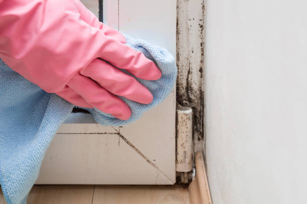 Best Fast Mold Removal  in Leesburg, FL